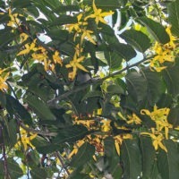Ylang Ylang
