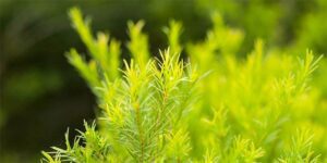 olio essenziale di tea tree