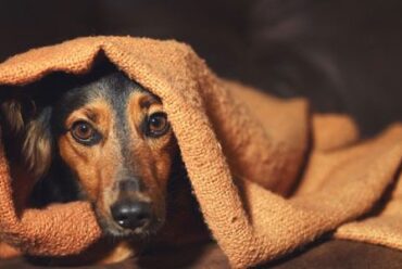 Spray naturale per cani con l’ansia