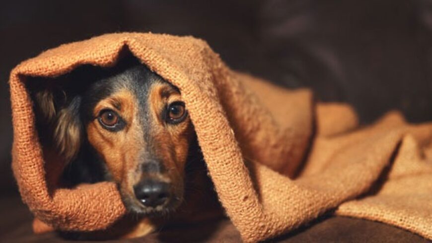 Spray naturale per cani con l’ansia