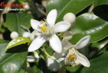 Acqua aromatica di Fiori di Arancio per bellezza e in cucina