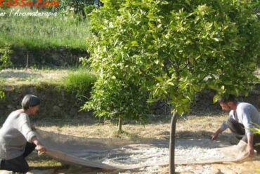 Acqua floreale di Fiori di Arancio, come usarla per bellezza