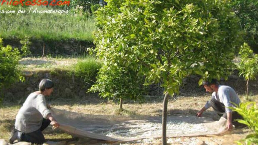 Acqua floreale di Fiori di Arancio, come usarla per bellezza