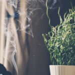 Oli essenziali per purificare gli ambienti