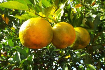 Olio essenziale di Bergamotto, per riscoprire ottimismo e spontaneità