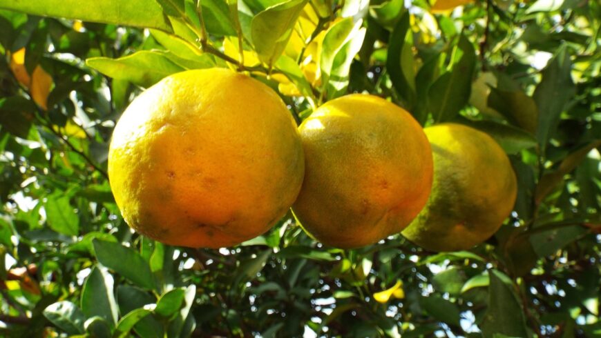 Olio essenziale di Bergamotto, per riscoprire ottimismo e spontaneità