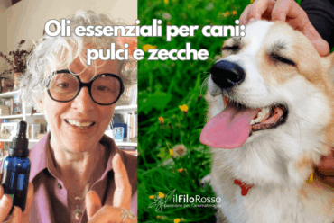 Oli essenziali per cani: miscele naturali contro pulci e zecche