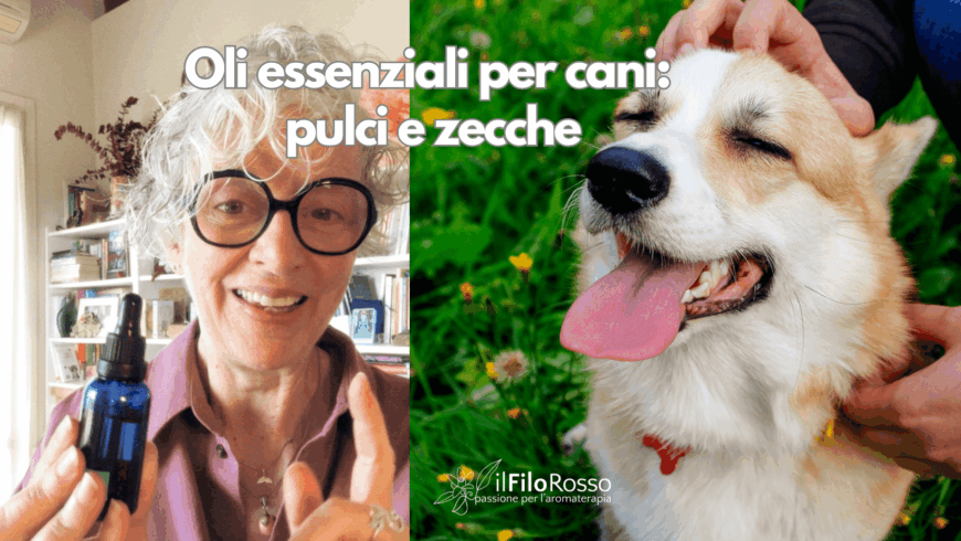 Oli essenziali per cani: miscele naturali contro pulci e zecche