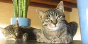 Aromaterapia sicura gatti