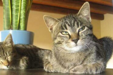 Aromaterapia sicura per i gatti