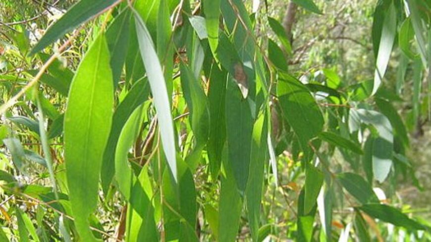 Olio essenziale di Eucalipto – 2