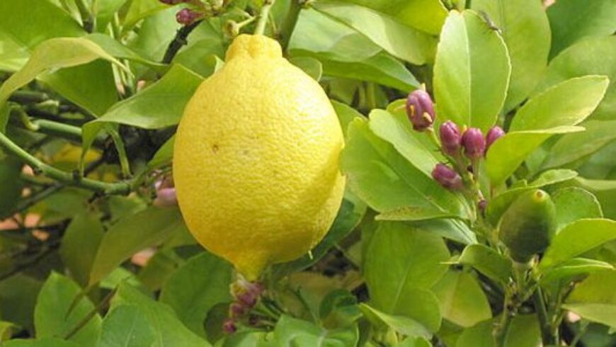 Olio essenziale di Limone – 4