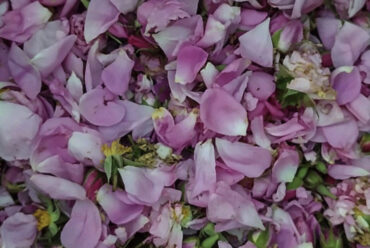 Acqua di Rose, il segreto di bellezza più antico del mondo