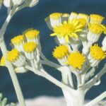 Elicriso