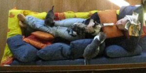 Aromaterapia per animali