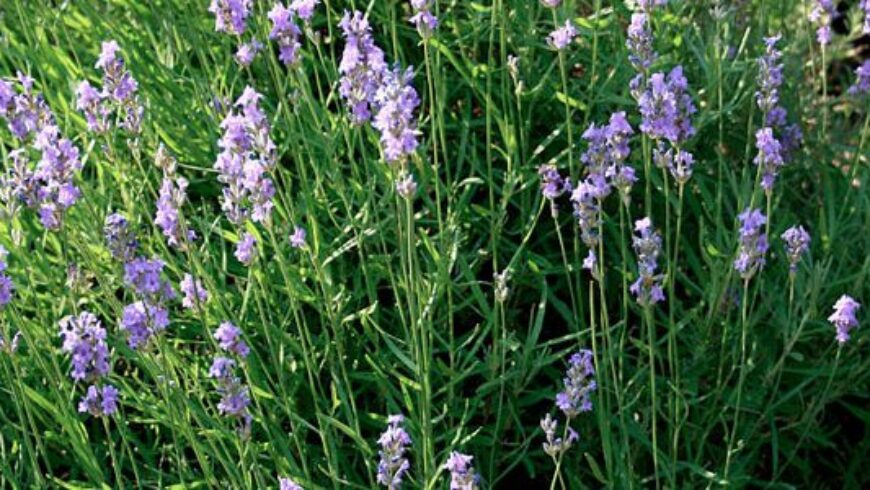 Olio essenziale di Lavanda – 40