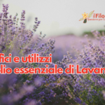 Benefici e utilizzi dell'olio essenziale di Lavanda