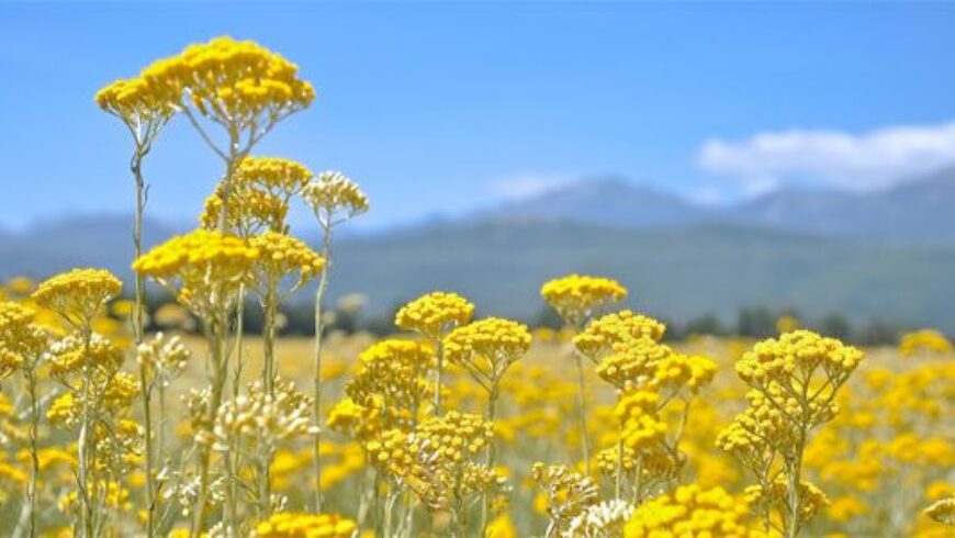 Olio essenziale di Elicriso – 21