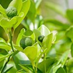 Olio essenziale di Petit grain
