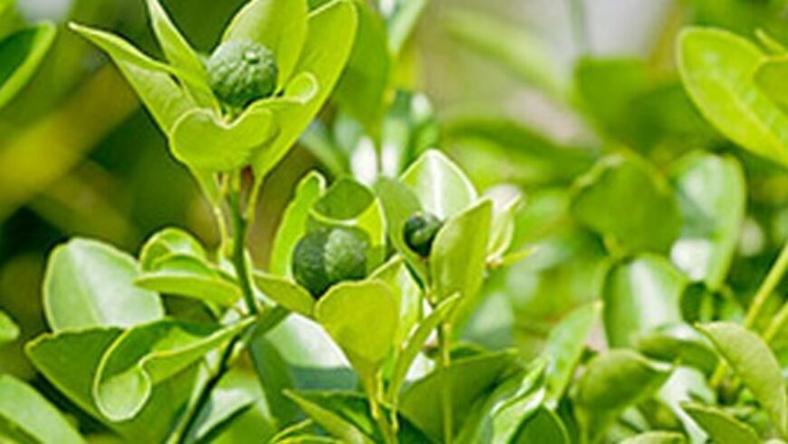 Olio essenziale di Petit grain – 20