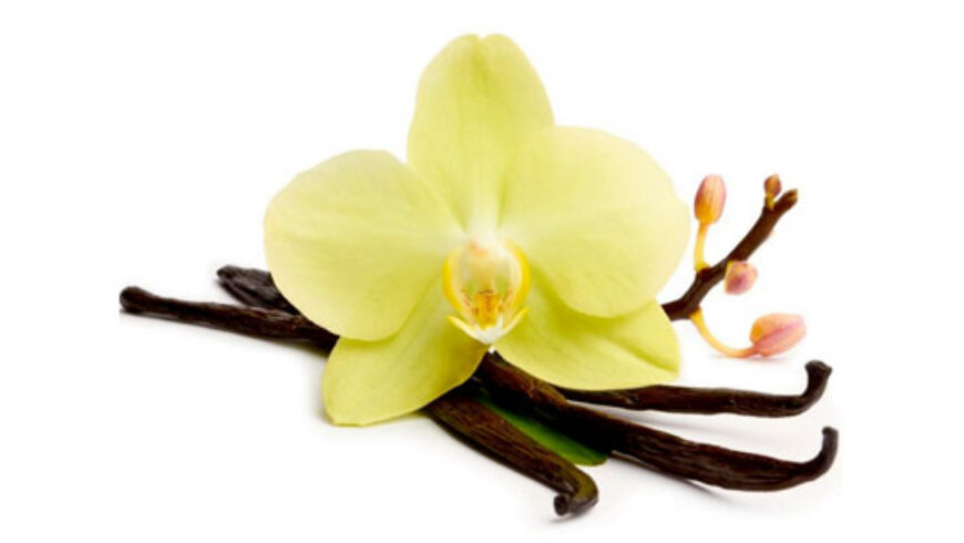 Olio essenziale di Vaniglia – 19
