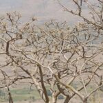 Olio essenziale di incenso