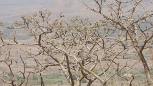 Olio essenziale di incenso