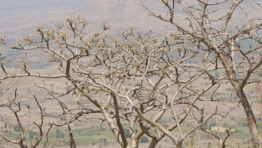 10 facili usi dell’olio essenziale di Incenso