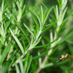 Olio essenziale di Rosmarino