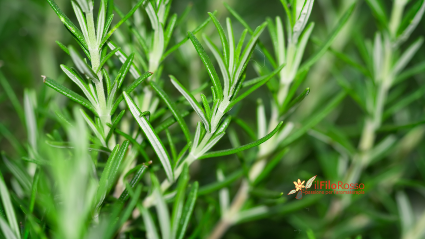 Olio essenziale di Rosmarino – 25