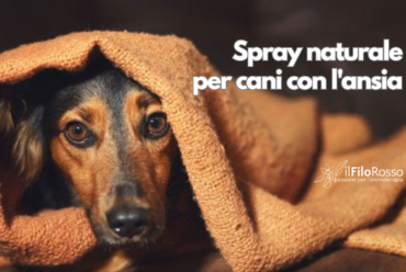 Spray naturale per cani con l’ansia