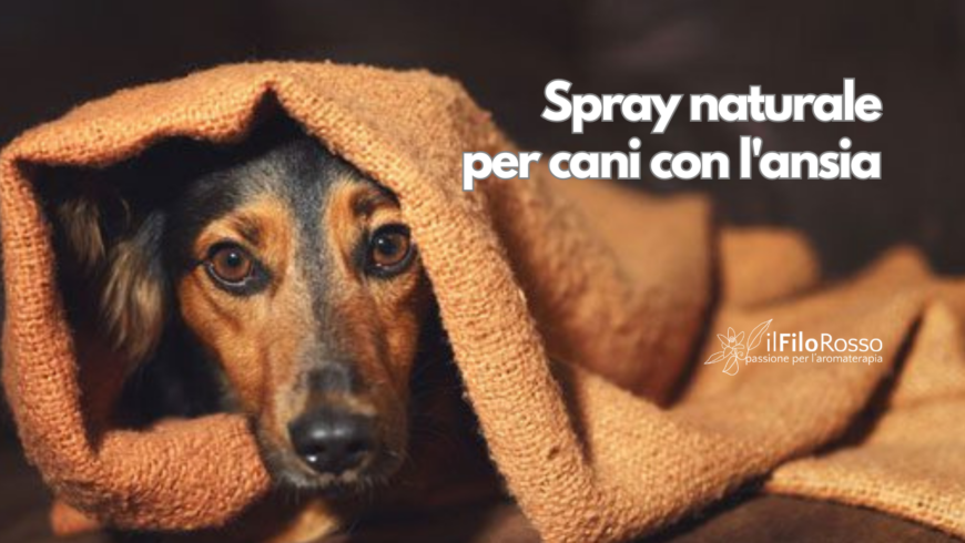 Spray naturale per cani con l’ansia