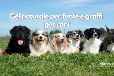 Gel naturale per ferite e graffi per cani