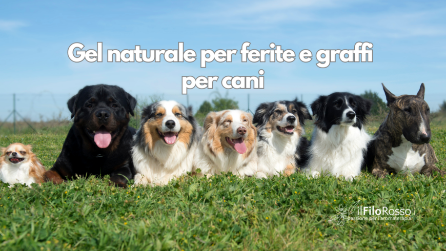 Gel naturale per ferite e graffi per cani