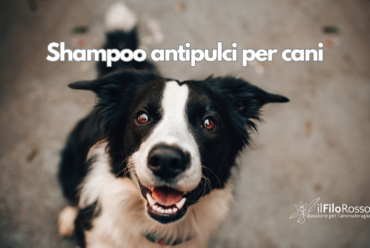 Shampoo antipulci per cani