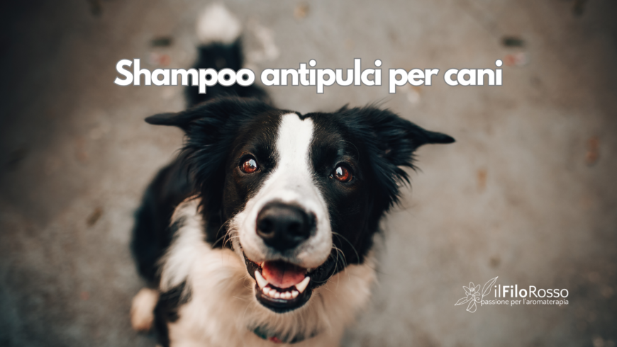 Shampoo antipulci per cani