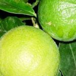 Olio essenziale di Bergamotto