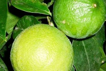 Olio essenziale di Bergamotto, per riscoprire ottimismo e spontaneità
