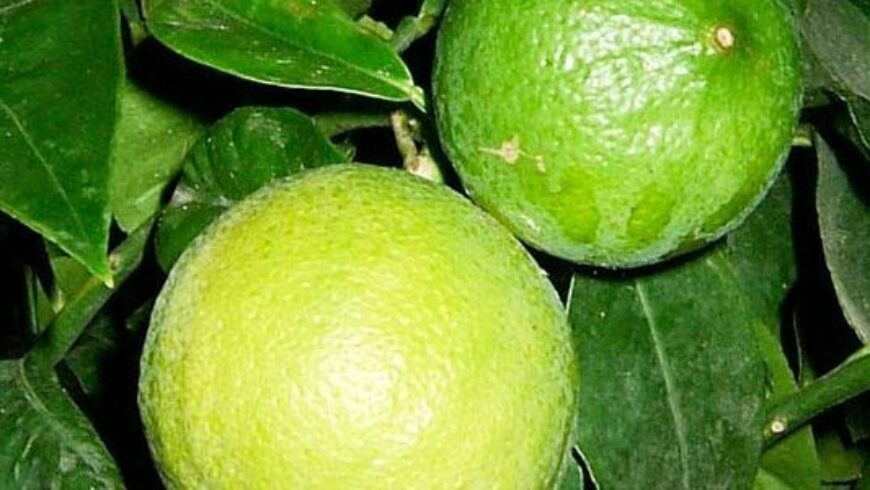 10 facili usi dell’olio essenziale di Bergamotto