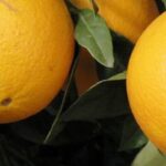 Arancio