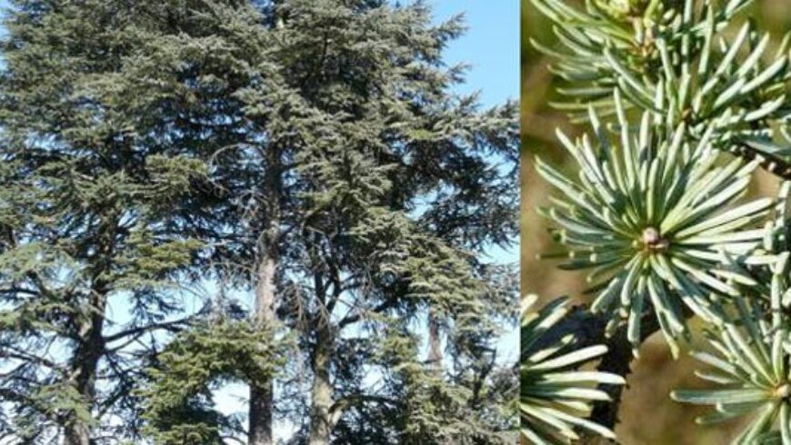 Olio essenziale legno di Cedro – 11