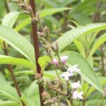 Olio essenziale di Verbena
