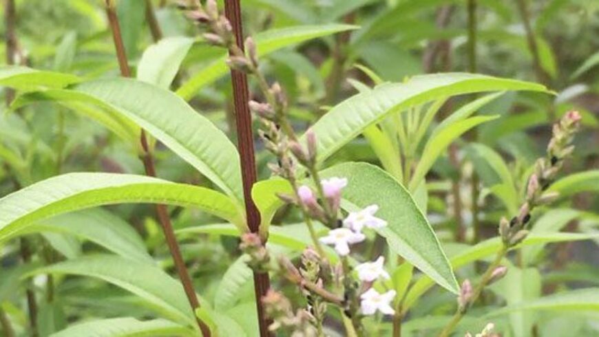 Olio essenziale di Verbena – 9