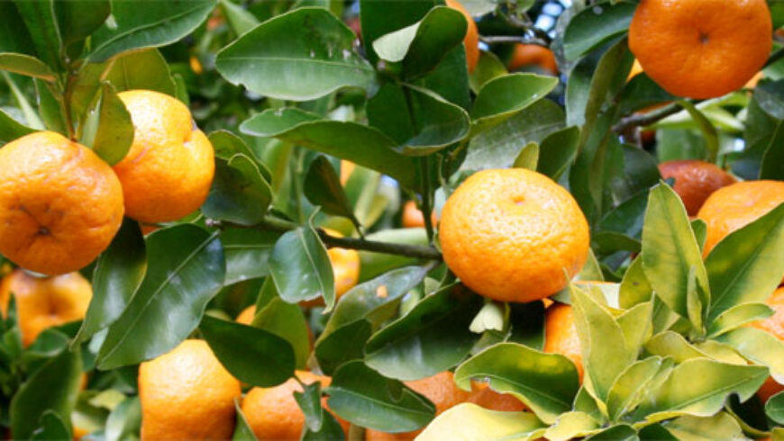 Olio essenziale di Mandarino – 17
