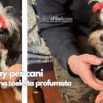 Spray per cani per una toeletta profumata