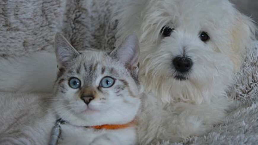 Aromaterapia per animali, oli essenziali da non usare