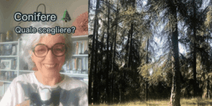 Oli essenziali dalle conifere