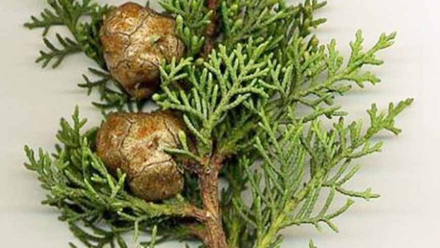 Olio essenziale di Cipresso – 32