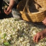 Viaggio Distillazione Fiori Arancio