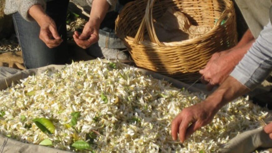 Viaggio alla raccolta e distillazione dei Fiori d’Arancio